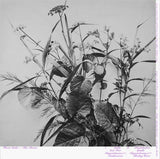 Blue Chemise : Flower Studies (LP, Album, Ltd)