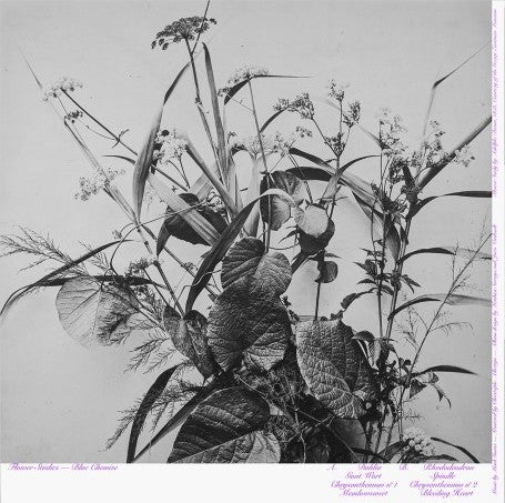 Blue Chemise : Flower Studies (LP, Album, Ltd)