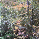 Tirzah : Colourgrade (LP, Album, Glo + CD + Ltd)